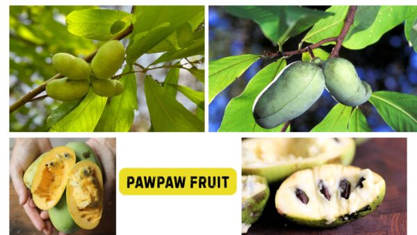 pawpaw tree and native American tribes using it for food and medicine