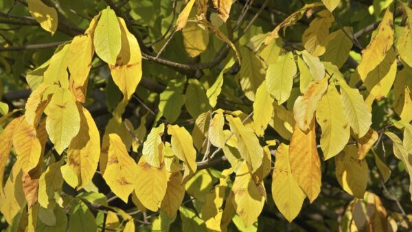 The Pawpaw Tree and Native American Tribes : Stories Beneath the Leaves