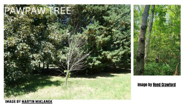 Pawpaw tree and native American tribes have a long-standing relationship, with the tree growing naturally and valued for its food and medicinal benefits